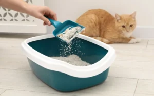 貓咪血尿泌尿道發炎