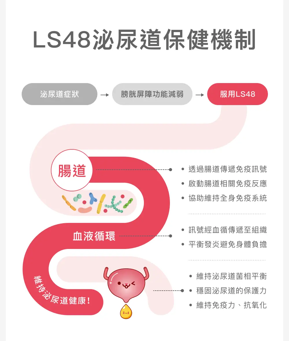LS48透過腸道與免疫調節影響泌尿道健康的作用機制示意
