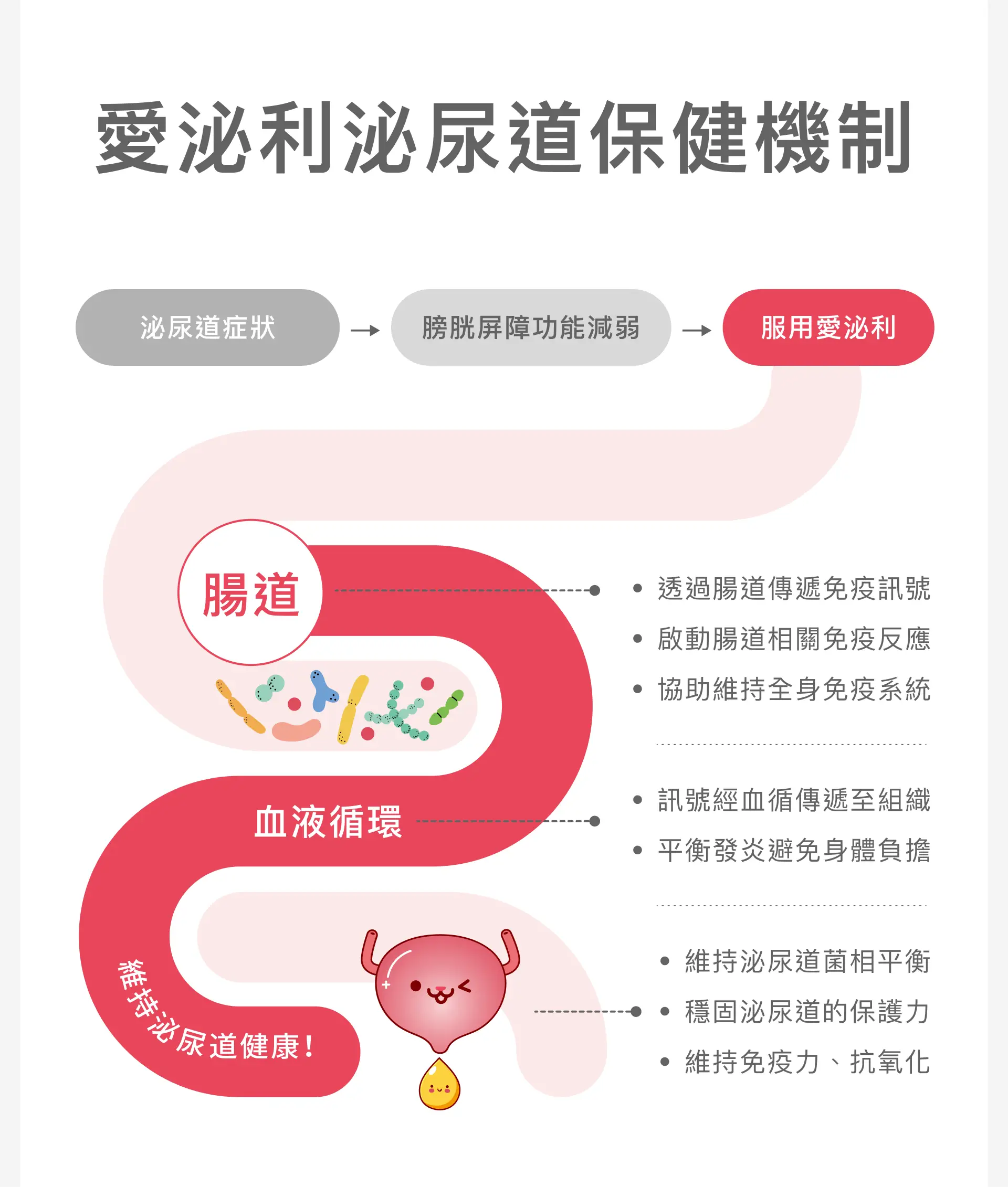 泌尿道益生菌作用機制 腸道與免疫平衡示意圖