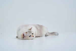 貓狗中暑怎麼辦