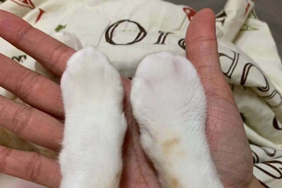 【毛孩體驗】貓咪腹膜炎的後遺症,每個月都會腫起來的橘寶 5 橘寶案例1