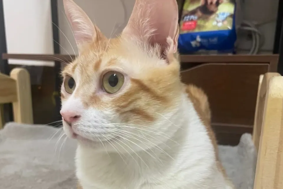 【毛孩體驗】貓咪腹膜炎的後遺症,每個月都會腫起來的橘寶 6 橘寶案例2