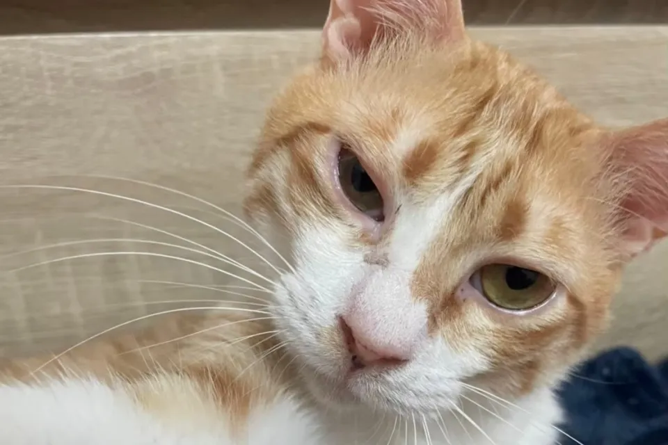 【毛孩體驗】貓咪腹膜炎的後遺症,每個月都會腫起來的橘寶 4 橘寶案例3