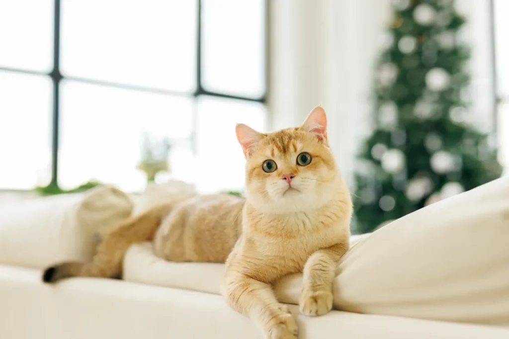 貓咪一定要吃牛磺酸嗎？