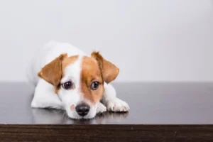 狗狗分離焦慮可以補充魚油？
