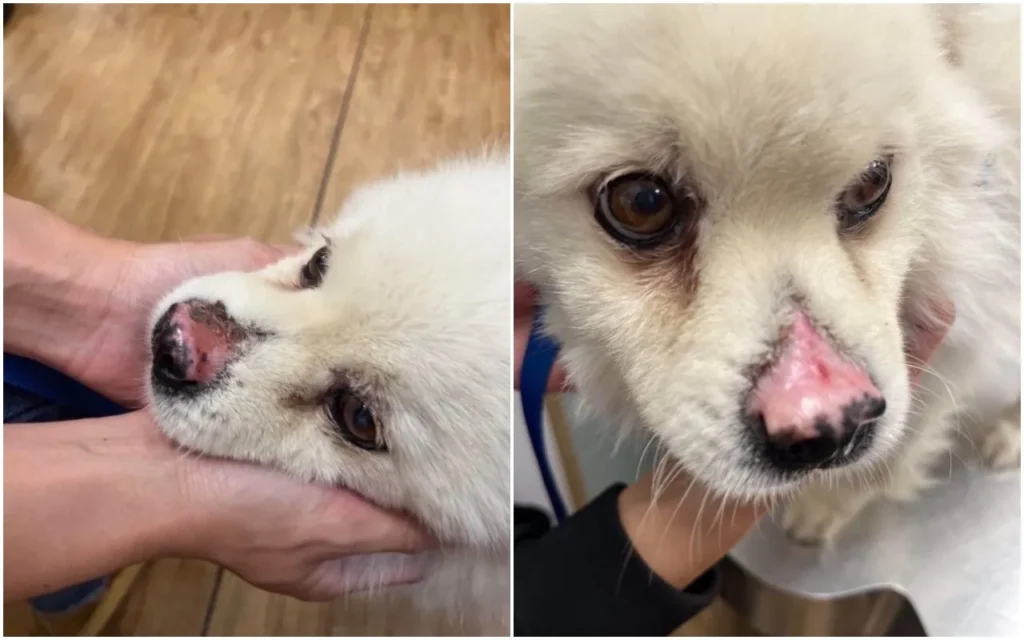 用喝的防曬油?Omega-7魚油是狗狗皮膚照顧不可或缺的營養成分 11 光過敏狗狗的案例