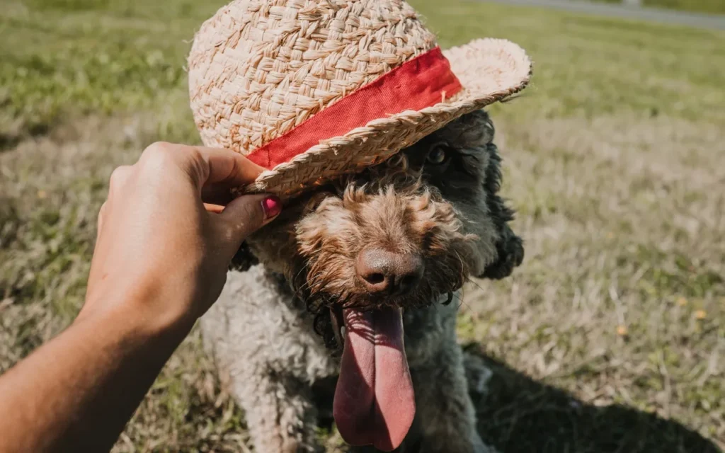 用喝的防曬油?Omega-7魚油是狗狗皮膚照顧不可或缺的營養成分 8 外出時一定要注意狗狗防曬與補水