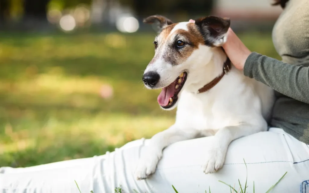 用喝的防曬油?Omega-7魚油是狗狗皮膚照顧不可或缺的營養成分 7 Omega-7魚油可以照顧喜歡外出狗狗皮膚