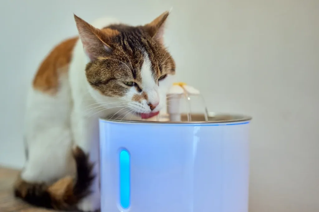 設定自動飲水機讓貓咪提升喝水興趣