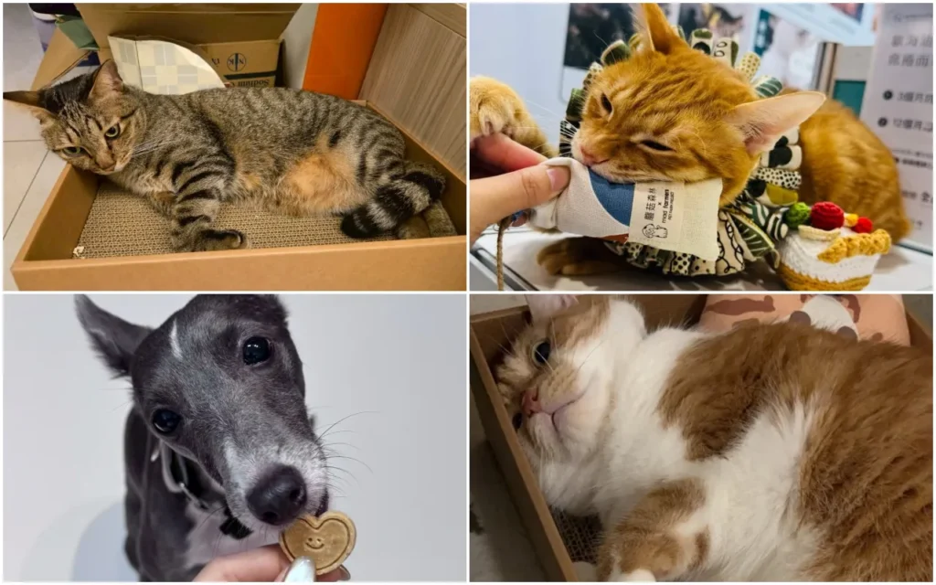 蘑菇生技歲末感恩公益禮盒好評回饋