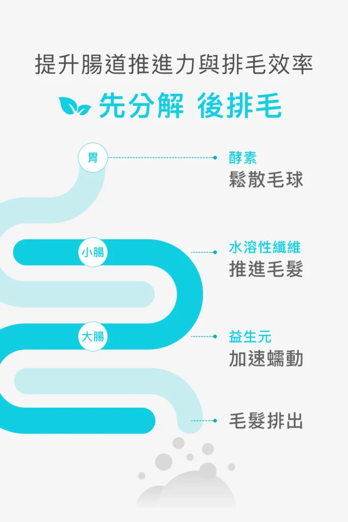 貓咪排毛粉先分解後推進的腸道排毛原理說明圖
