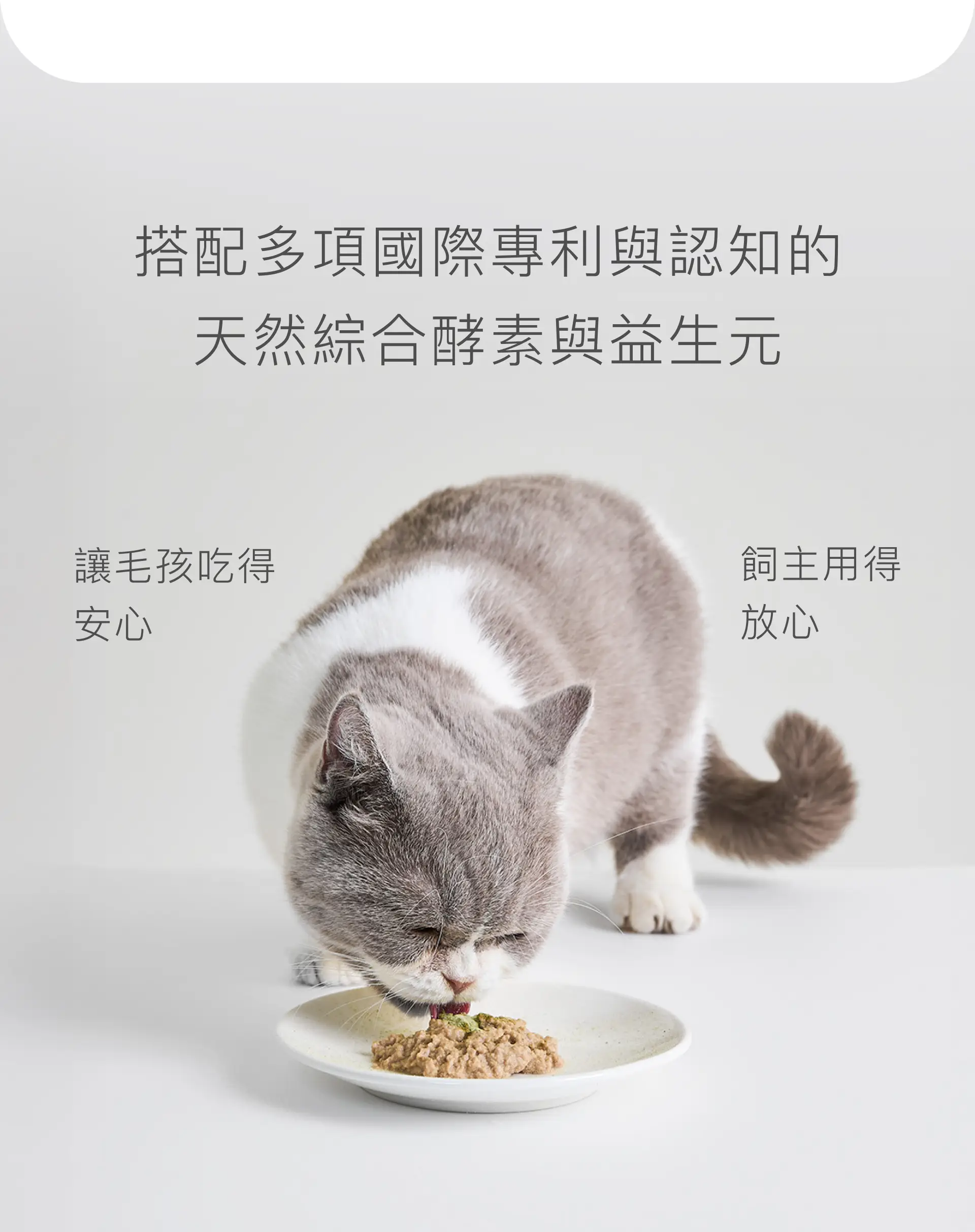 貓咪將排毛粉拌入日常餐食中食用的自然情境示意圖