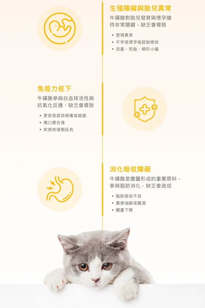 研究整理貓咪缺乏牛磺酸可能影響心臟與視力等生理功能