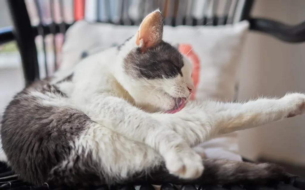 貓咪常常舔毛需要補充排毛粉