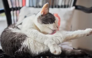 貓咪常常舔毛需要補充排毛粉