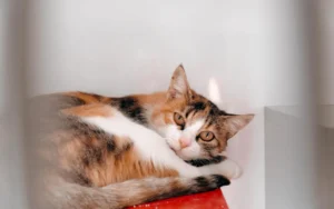 貓咪壓力大就容易躲起來